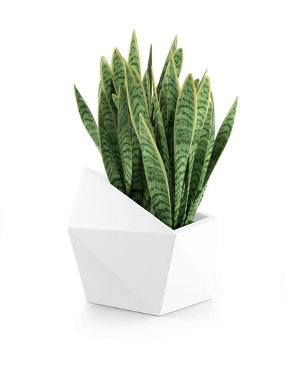 Āra puķu pods MONUMO ASTRO Balts