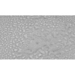 Stacked from 12 images. Method=A (R=7,S=1) (Stacked from 12 images. Method=A