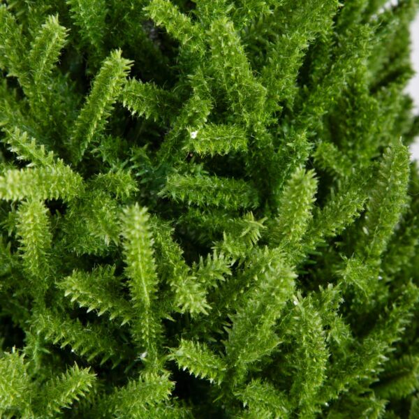 5906496714405_3 5906496714405_3