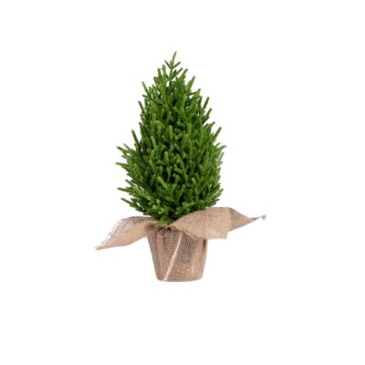 Christmas tree | HECTOR | in a jute pot | 48 cm | XM24 | | 714405