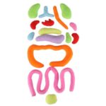 Lalka-maskotka-nauka-anatomii-dziewczynka-178716