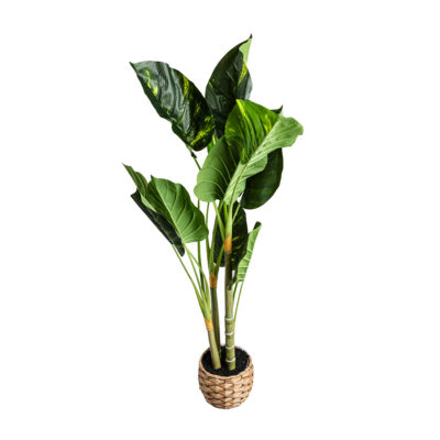 ARTIFICIAL PLANTS /B2B | B2B | Difenbachia | 721830